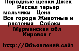 Породные щенки Джек Рассел терьер-мальчики › Цена ­ 40 000 - Все города Животные и растения » Собаки   . Мурманская обл.,Кировск г.